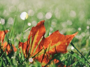 Herbstblatt im Gras, CCO